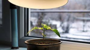 weed apartment